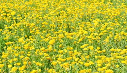 一面に咲く黄色いキンセンカの花畑