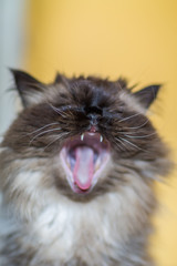 Portrait of a Himalayan cat with an opened mouth, yawning