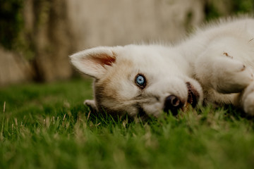 Fototapeta premium young siberian husky dog playing