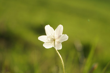 Windflower (Anemone nemorosa), close up image of the flower.