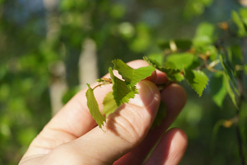 Human hand holding branch with young leaves.