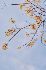 natural flowers background of white mountain ebony tree flowers