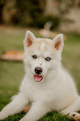 young siberian husky dog playing