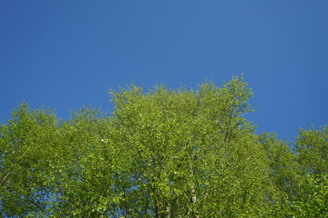 Obraz premium Lush Green Birch Tree Forest in Spring.