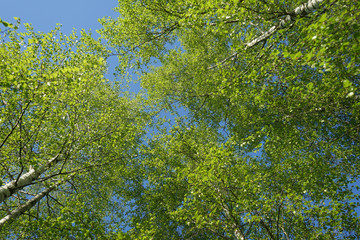 Natural background - a spring birch wood.
