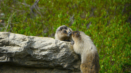 Banff and the Canadian Rockies