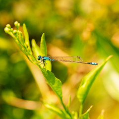 Blue-tailed damselfly also known as Ischnura elegans
