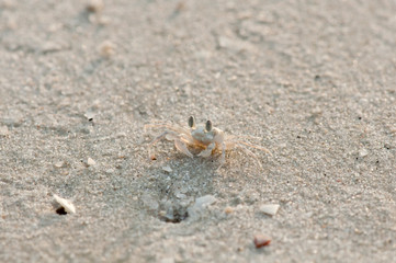 Small crab on the beach at Langkawi, Malaysia