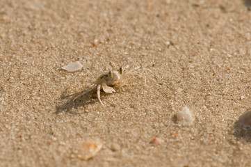 Small crab on the beach at Langkawi, Malaysia