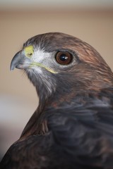 Harris Hawk Closeup
