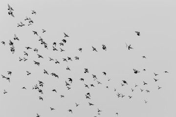Flying Pigeons In Formation