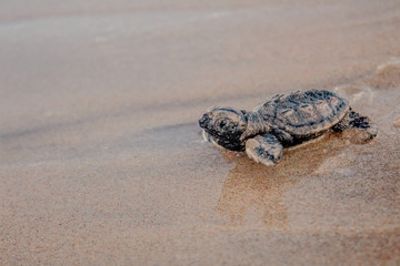 tiny newborn baby sea turtle running to the sea