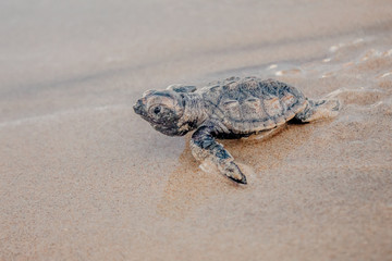 tiny newborn baby sea turtle running to the sea