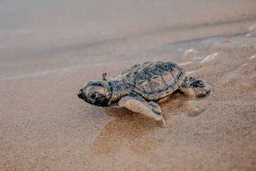 tiny newborn baby sea turtle running to the sea