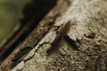 caterpillar on leaf