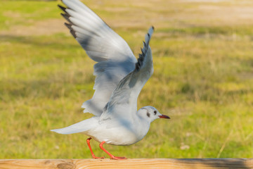  bird black-headed gull chroicocephalus ridibundus ready to fly