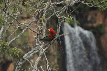 red bird on a tree