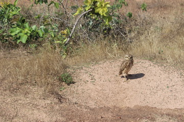 owl in nest