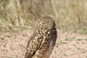 owl in flight