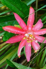 Red flower of the passiflora coccinea vine with rain drops