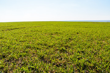 Fresh green grass at the spring sunny day. The spring. Spacious green field. Background, green grass texture.
