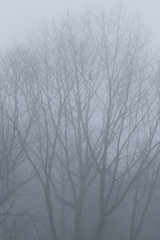 冬の森を静かな霧が流れる