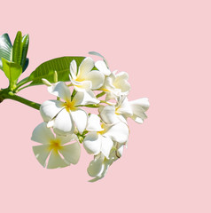 Obraz na płótnie Canvas The white frangipani with leaves. White plumeria.Plumeria flowers 