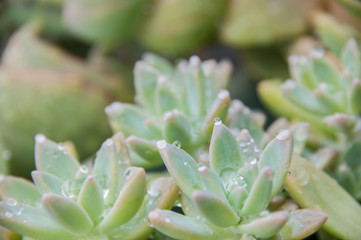 succulents with morning dew, beautiful