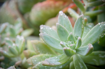 succulents with morning dew, beautiful