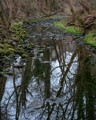A Small Creek Reflecting Bare Trees and The Sky Surrounded By Foliage and Plants