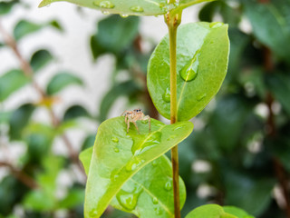 Taking advantage of the water droplets and this little spider to photograph