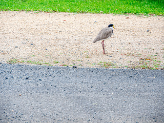 Plover on Gravel