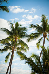 Obraz na płótnie Canvas Palm trees with afternoon light and blue sky