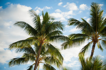 Fototapeta na wymiar Palm trees with afternoon light and blue sky