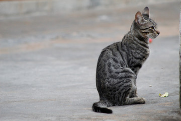 Gato