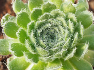 Close up of succulent plant, full depth of field, Sempervivum arachnoideum ssp.tomentosum, top view in sunny day.