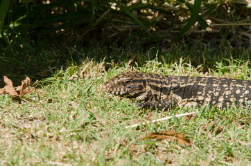 Argentine black and white tegu, Salvatore merianae, sunbathing on the grass