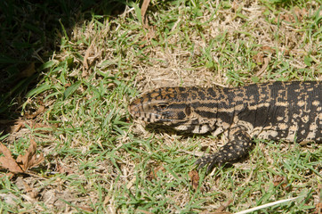 Argentine black and white tegu, Salvatore merianae, sunbathing on the grass