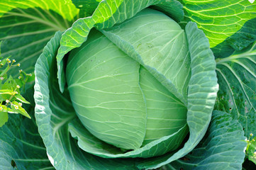 Obraz premium Green cabbage in growth at vegetable garden