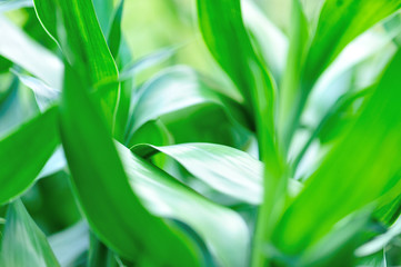 Dracaena braunii or lucky bamboo green foliage,also known as Dracaena sanderiana in high definition.