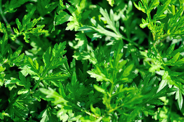 Artemisiae argy growing in the spring sunshine garden