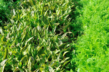 Green leaf lettuce and carrot in growth at vegetable garden