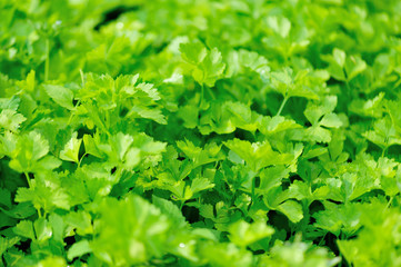 Green celery in growth at vegetable garden