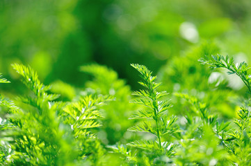 Green carrot plants in growth at vegetable garden