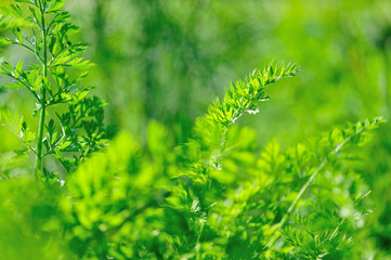 Green carrot plants in growth at vegetable garden