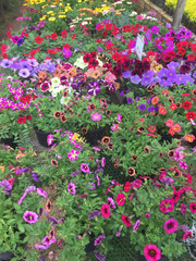 vivero, jardin, invernadero, flores, colores, colombia, nature, flor