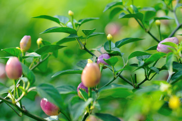 Growing Ornamental Pepper. Organic farming