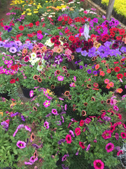 vivero, jardin, invernadero, flores, colores, colombia, nature, flor