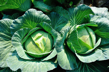 Obraz premium Green cabbage in growth at vegetable garden