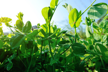 Growing green peas in garden, Organic farming